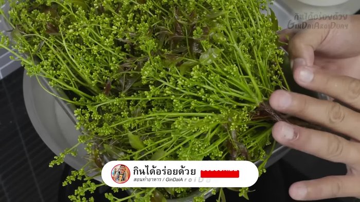 Prepare the neem: Wash the neem leaves thoroughly. Boil in hot water until slightly softened (preference for crunchiness or softness).