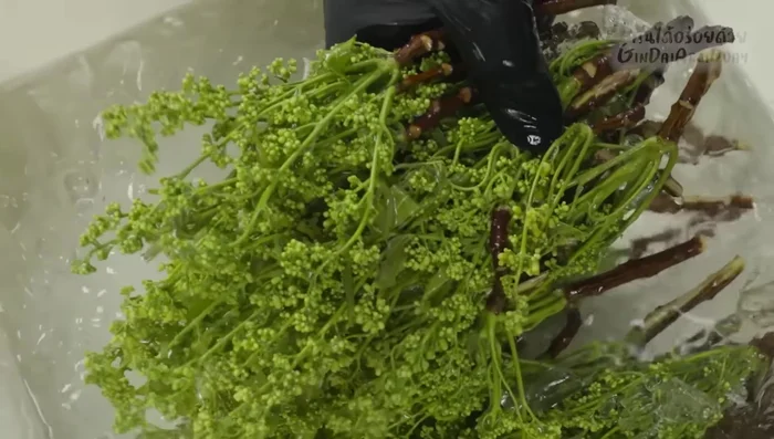Serve: Arrange the blanched neem leaves on a plate. Serve with the sweet fish sauce and grilled fish (optional).