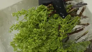 Sweet Fish Sauce with Tamarind & Blanched Neem: A Delicious Thai Recipe
