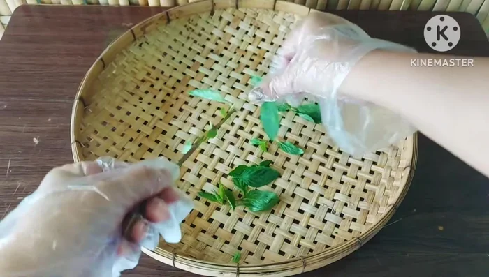 Prepare basil leaves.