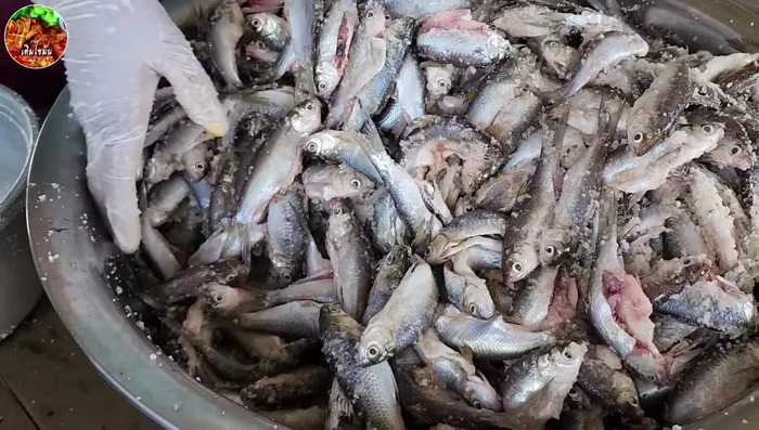 Marinate: Place the salted fish in bags or containers. Marinate for 1-2 days, depending on the fish freshness. Fresher fish requires less marinating time.