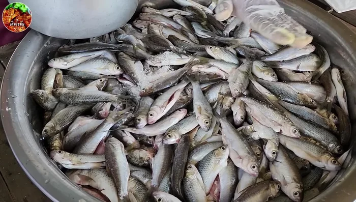 Mix fish with salt: Use a ratio of approximately 5 kg of fish to 1 kg of salt. The salt should be coarse and salty.