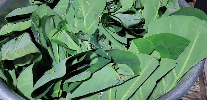 Place the wrapped Khao Mak in a clean and dry place. Allow the Khao Mak to ferment and drain excess water for at least 2 meals (approx 48 hours).
