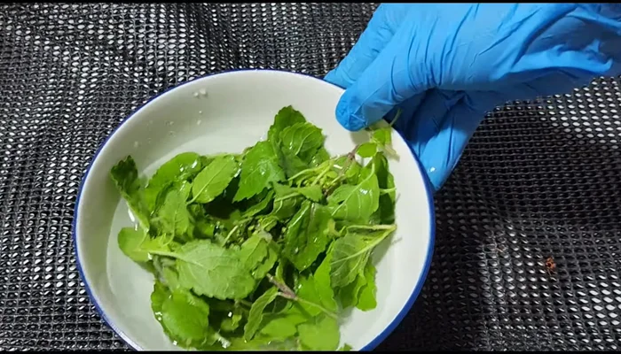 Wash and soak holy basil leaves in water.