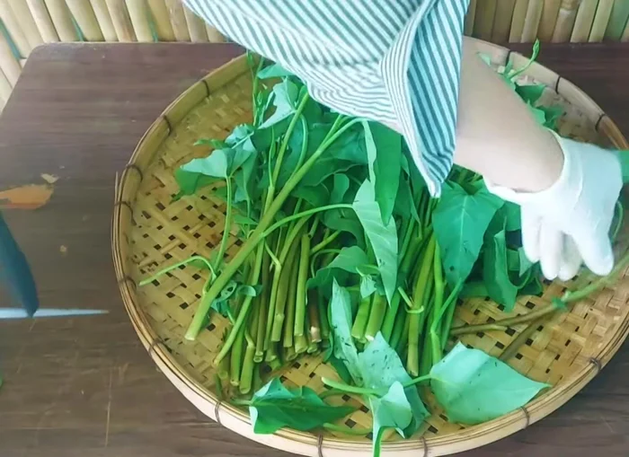 Pick and clean the morning glory, removing the peeled leaves. Focus on the stems.