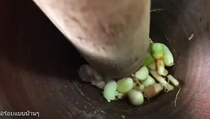 Pound coriander root, garlic, and pepper in equal amounts until fine. Marinate minced pork with this mixture, add seasoning powder, and mix for 5 minutes. Alternatively, use 1 tablespoon of ready-made 3-flavored mix.