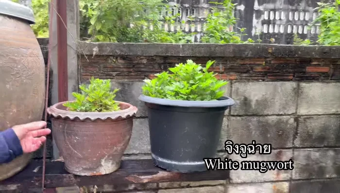 Prepare vegetables: chop onions, spring onions, and coriander. Gather Chinese celery.