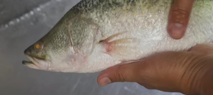 Prepare the sea bass: Clean and slice the fish. Pat dry.