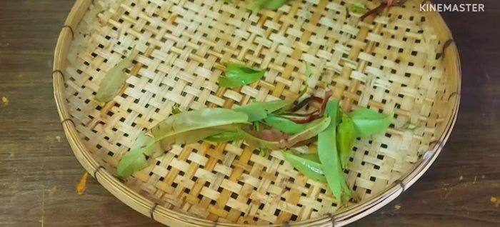 Chop the Chinese spinach, selecting the middle to long leaves and young shoots.