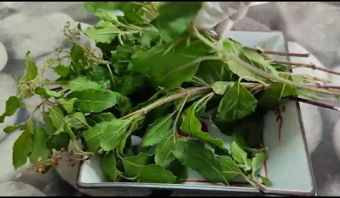 Pick, wash, and prepare basil leaves. (Red basil is recommended).