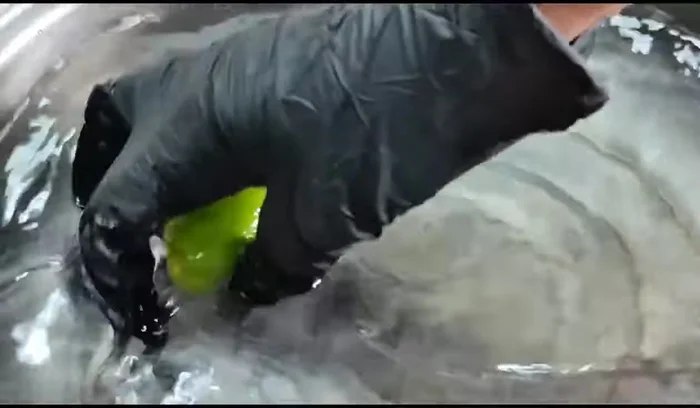 Prepare the banana blossom: Cut the head of the banana blossom. Soak it in a mixture of 1 teaspoon of salt and the juice of 1 lemon until the salt dissolves.