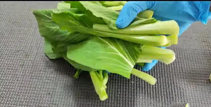 Wash and cut the Chinese kale into desired length. (52.48)