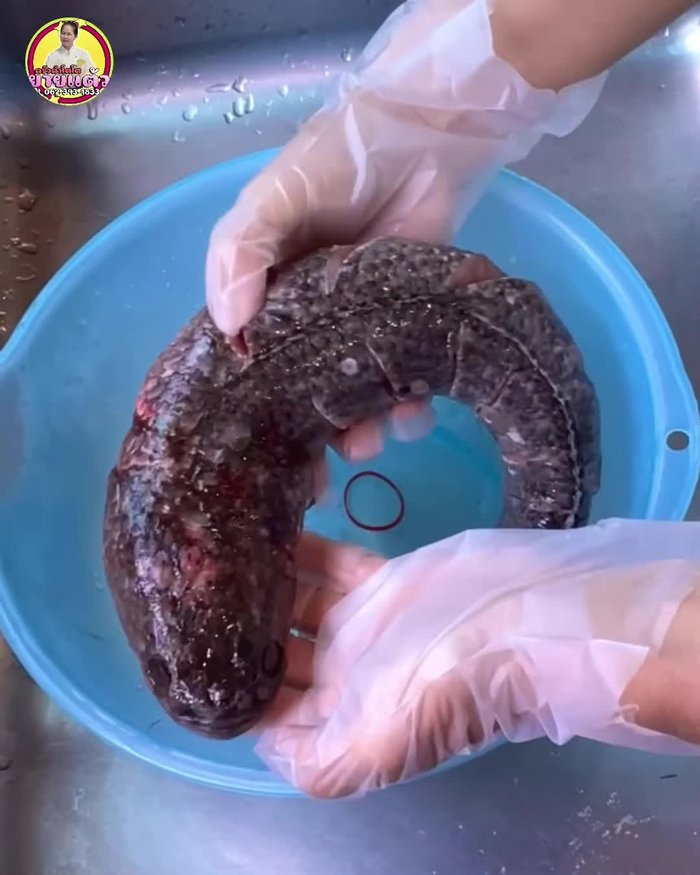 Ask the fishmonger to remove the fins and bile. Wash the fish thoroughly with plenty of salt to remove slime and mucus, scrubbing gently. Rinse the gills and belly thoroughly to remove any blood.
