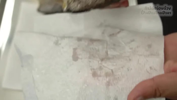 Pat the gourami dry with a cloth or tissue paper to prevent oil splattering. (87.479)