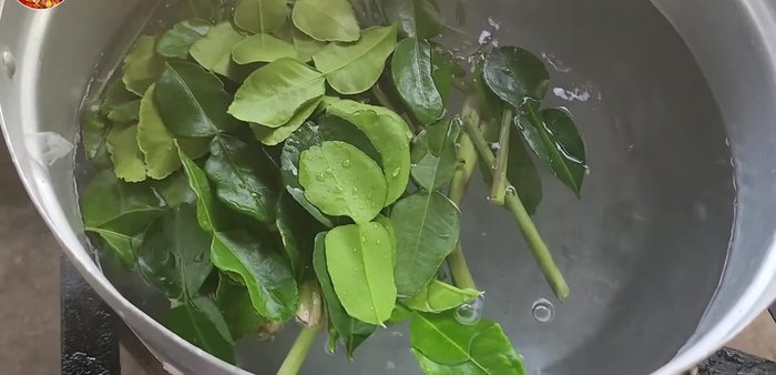 Boil the pig's head with lemongrass, kaffir lime leaves, roots, and coriander for about 30 minutes.