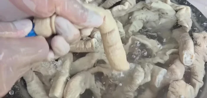 Clean the intestines thoroughly. Use a rubber tube and running water to remove dirt, stones, and sand. Do not remove the intestines themselves at this stage.