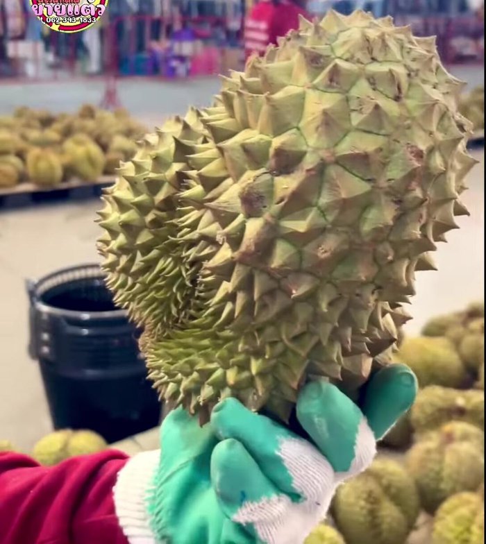 Select raw durians. Press them to check ripeness; they should be ready in 2-3 days.