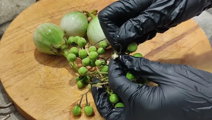 Prepare cha-om shoots and eggplant (cut into 4 pieces per eggplant). Soak eggplant in salted water for 10 minutes to prevent blackening.